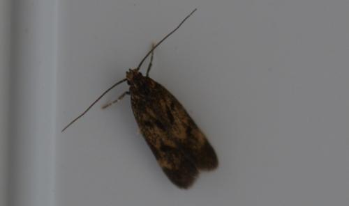 Borkhausenia sp.